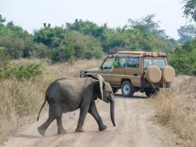 Game Drive & Boat Safari (Queen Elizabeth) Game Drive & Boat Safari (Queen Elizabeth)