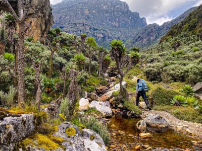Gorilla Trekking And Rwenzori Hike Gorilla Trekking And Rwenzori Hike