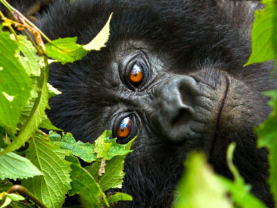 Gorilla Trekking And Rwenzori Hike Gorilla Trekking And Rwenzori Hike