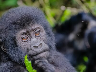 Uganda Gorilla Trekking Uganda Gorilla Trekking
