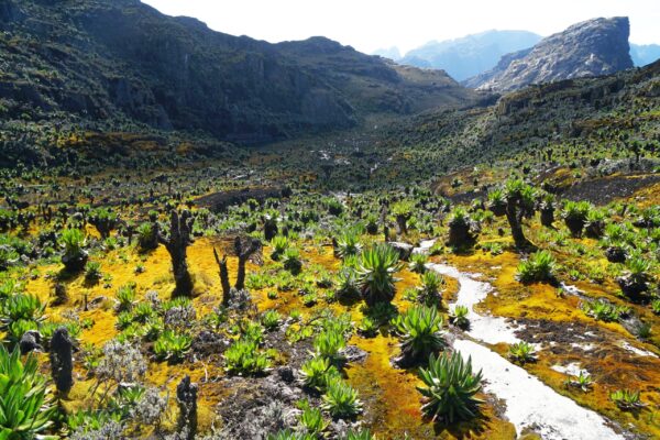 2-Day Rwenzori Hiking