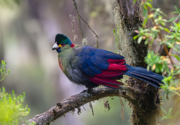 Rwenzori Turaco