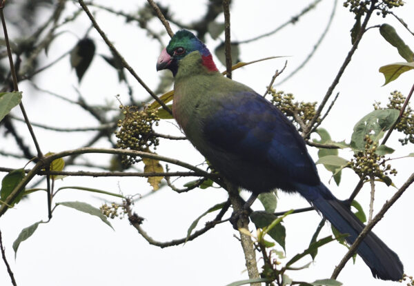 Rwenzori Turaco Uganda