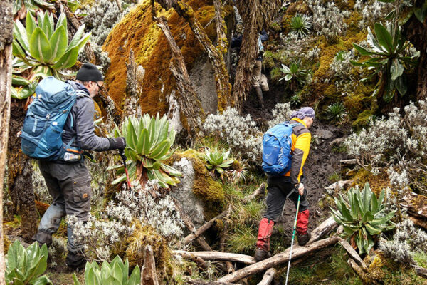 Ruwenzori Trekking