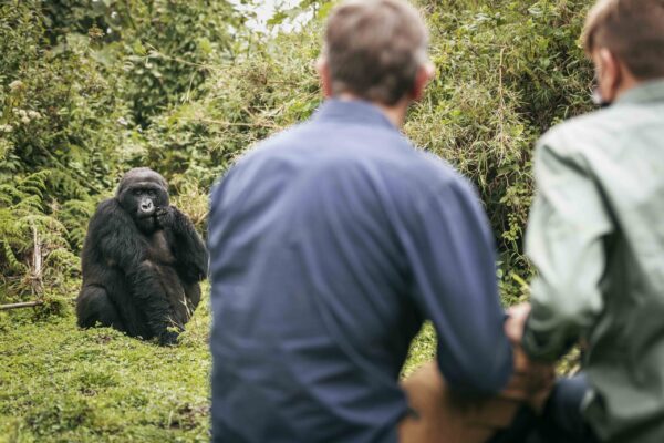 Volcanoes Gorilla Trek And Rwenzori Hike