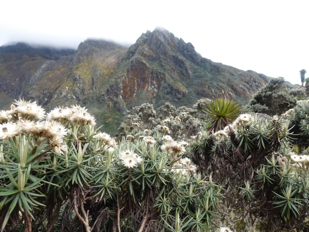 7-Day Mount Gessi Trek