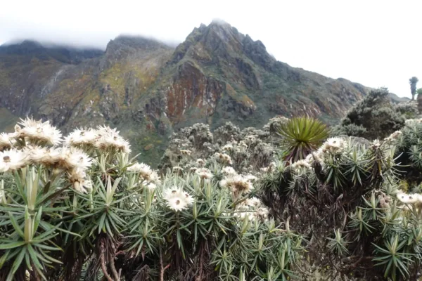7-Day Mount Gessi Hike 7-Day Mount Gessi Trek